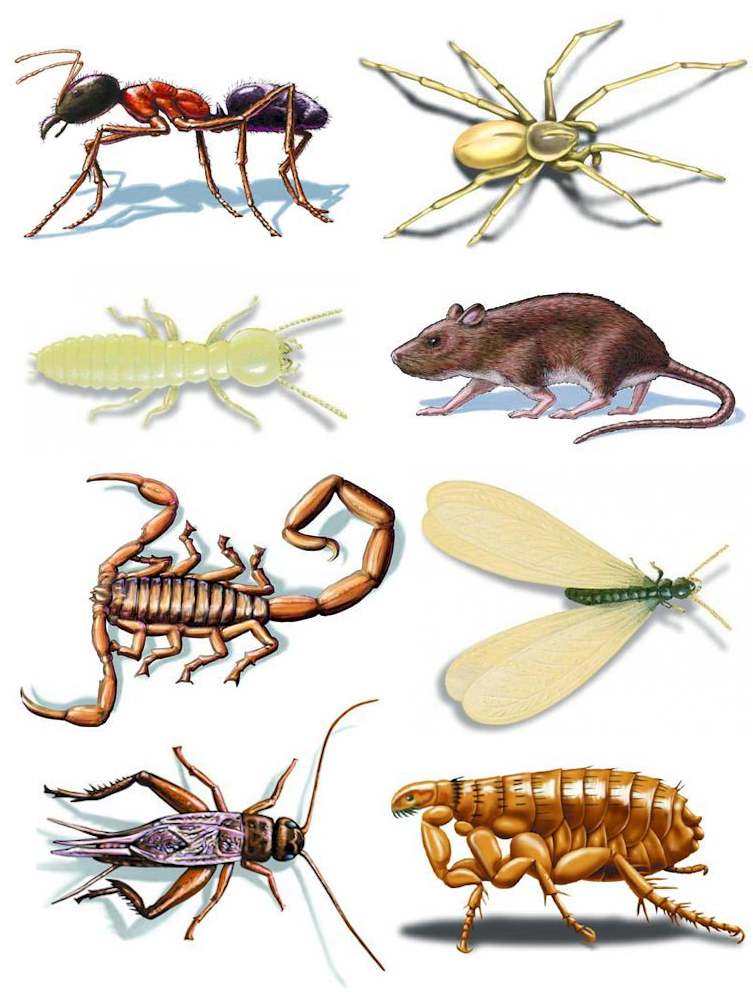 pests3