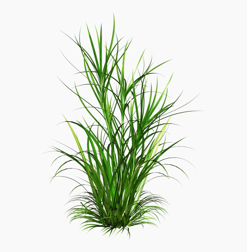 weeds2